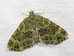 Austrocidaria erasta