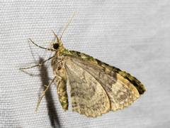 Austrocidaria erasta