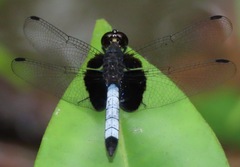 Erythrodiplax unimaculata