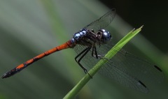 Dasythemis