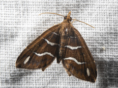 Chaetolopha niphosticha