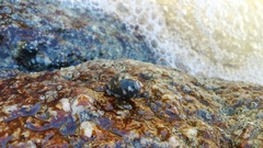 Acanthais brevidentata