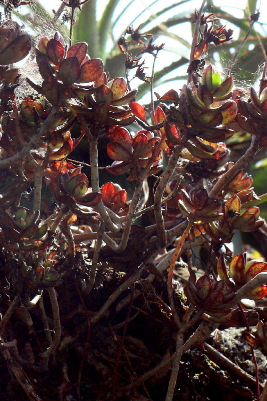 Imagem de Rosa-de-pedra