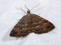 Chrysolarentia bichromata