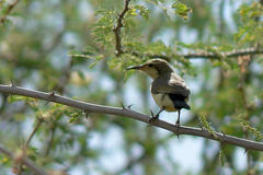 Anthreptes orientalis