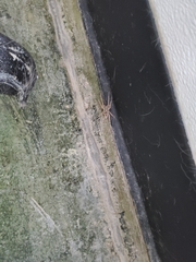 Araneae