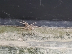 Araneae