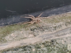 Araneae