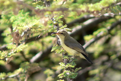 Anthreptes orientalis