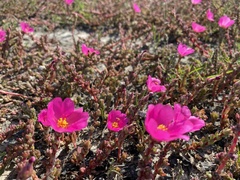 Portulaca gilliesii