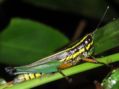 Mastusia quadricarinata