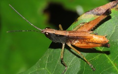 Silvitettix concolor