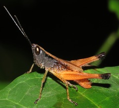 Silvitettix concolor