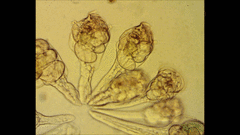 Conochilus unicornis