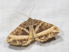 Chrysolarentia conifasciata