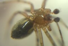 Theridion pinastri