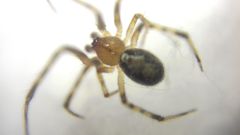 Theridion pinastri