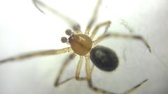 Theridion pinastri