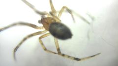 Theridion pinastri