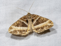 Chrysolarentia conifasciata
