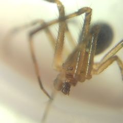 Theridion pinastri