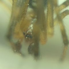 Theridion pinastri