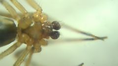 Theridion pinastri