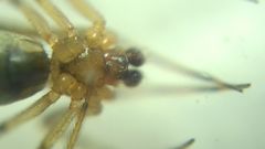 Theridion pinastri