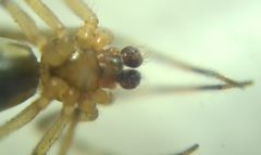 Theridion pinastri