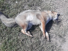 Lycalopex gymnocercus