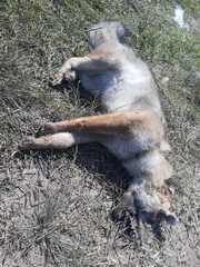 Lycalopex gymnocercus