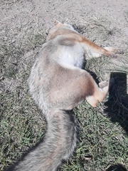 Lycalopex gymnocercus