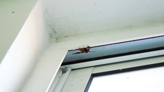 Phoenicoprocta hampsonii