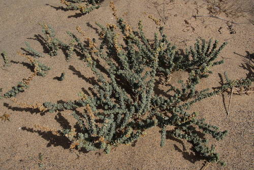 Atriplex glauca image