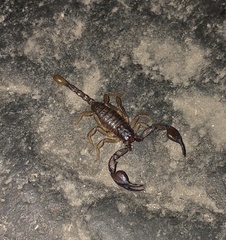Euscorpius