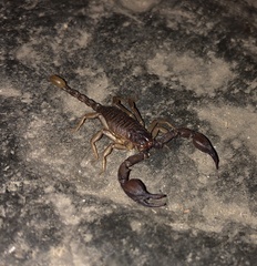 Euscorpius