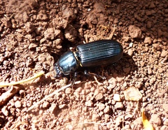 Passalus