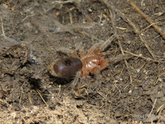 Plesiopelma longisternale