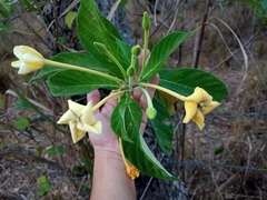 Tocoyena formosa