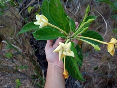 Tocoyena formosa