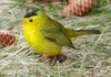 Eastern Wilson's Warbler - Photo (c) Andrew Block, some rights reserved (CC BY-NC), uploaded by Andrew Block