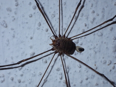 Bunochelis spinifera