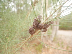 Allocasuarina striata