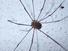 Bunochelis spinifera