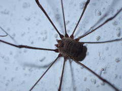 Bunochelis spinifera