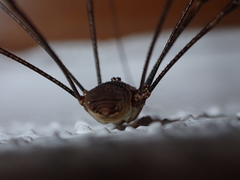 Bunochelis spinifera