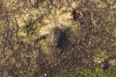 Juglanconis juglandina