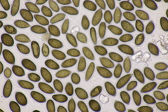 Juglanconis juglandina