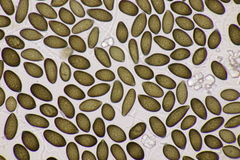 Juglanconis juglandina