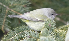 Leiothlypis celata celata